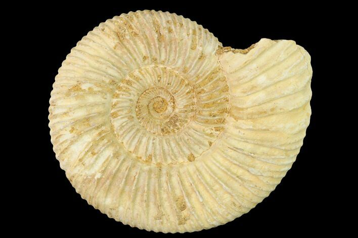 Jurassic Ammonite (Perisphinctes) Fossil - Madagascar #140391